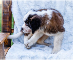 Small #2 Saint Bernard