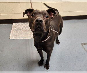 American Pit Bull Terrier-Labrador Retriever Mix Dogs for adoption in Denver, CO, USA