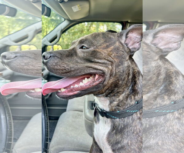 Medium Photo #7 Staffordshire Bull Terrier Puppy For Sale in Mount Laurel, NJ, USA