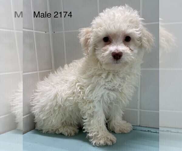 Medium Photo #2 Poodle (Toy) Puppy For Sale in CLARE, IL, USA