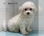 Small Photo #2 Poodle (Toy) Puppy For Sale in CLARE, IL, USA