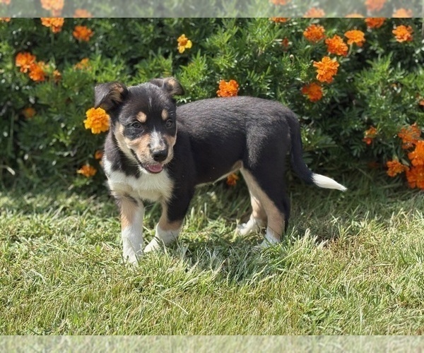 Medium Photo #7 Border Collie Puppy For Sale in AMES, IA, USA