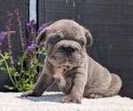 Small Photo #19 French Bulldog Puppy For Sale in GOSHEN, IN, USA