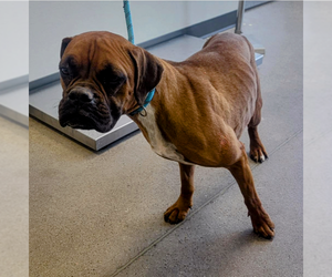 Boxer Dogs for adoption in Vail, AZ, USA