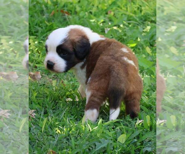 Medium Photo #4 Saint Bernard Puppy For Sale in TURLOCK, CA, USA
