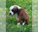 Small #3 Saint Bernard