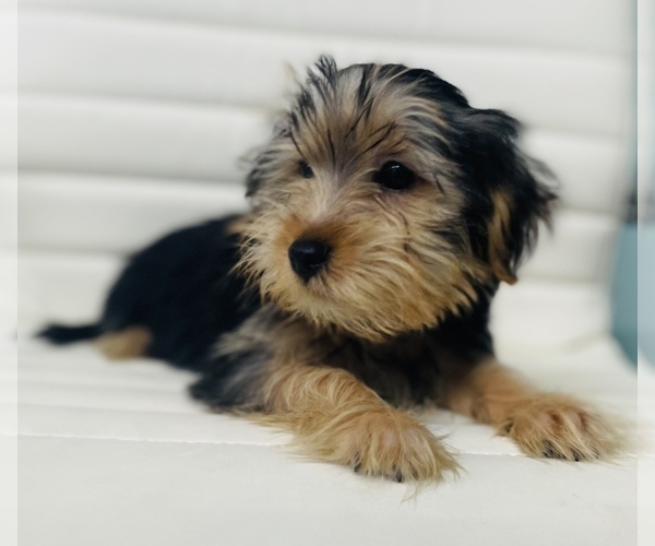 Medium Photo #4 Morkie Puppy For Sale in CINCINNATI, OH, USA