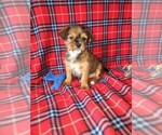 Puppy Tucker Shorkie Tzu