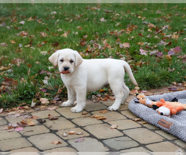 Medium Photo #7 Labrador Retriever Puppy For Sale in SYRACUSE, IN, USA