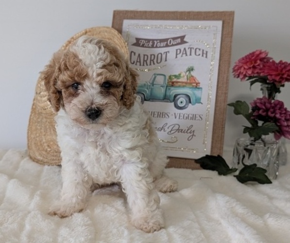 Medium Photo #59 Poodle (Miniature) Puppy For Sale in GOSHEN, IN, USA