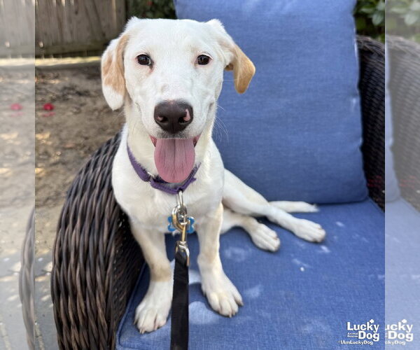 Medium Photo #8 Basset Hound-Unknown Mix Puppy For Sale in Washington, DC, USA