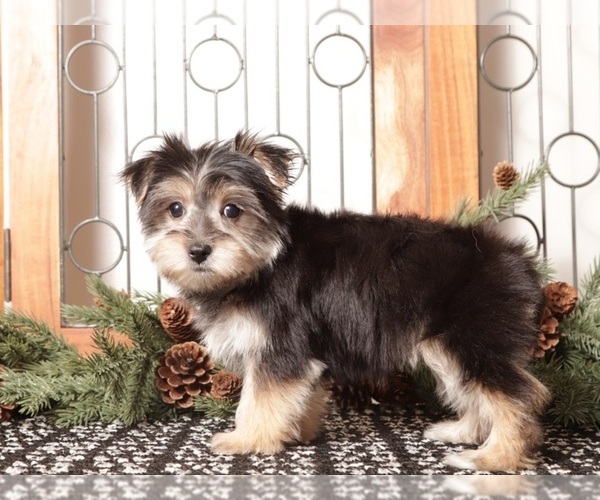 Medium Photo #3 Morkie Puppy For Sale in NAPLES, FL, USA
