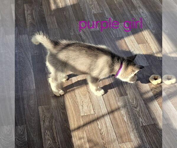 Medium Photo #10 Siberian Husky Puppy For Sale in KING GEORGE, VA, USA