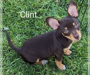 Chiweenie Dogs for adoption in San Bernardino, CA, USA