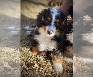 Miniature Bernedoodle Dog for Adoption in COLORADO SPRINGS, Colorado USA