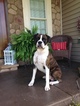 Small Photo #1 Boxer Puppy For Sale in WESTMINSTER, SC, USA