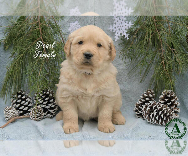 Medium Photo #1 Golden Retriever Puppy For Sale in HARRISONBURG, VA, USA