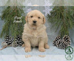 Puppy Pearl Golden Retriever