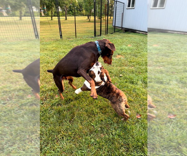 Medium Photo #7 Doberman Pinscher Puppy For Sale in Buffalo, MN, USA