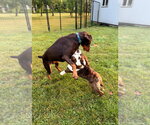 Small #6 Doberman Pinscher