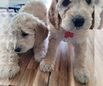 Small Photo #14 Goldendoodle Puppy For Sale in WEST, TX, USA