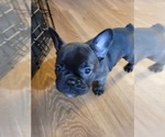 Small Photo #6 French Bulldog Puppy For Sale in GARLAND, TX, USA