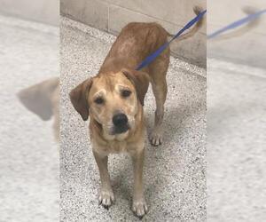 Labrador Retriever-Unknown Mix Dogs for adoption in Conroe, TX, USA