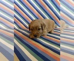 Puppy Ethel Goldendoodle