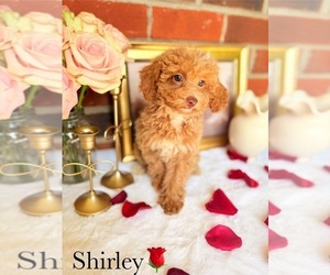 Poodle (Toy) Puppy for sale in MURFREESBORO, TN, USA