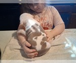 Small Photo #42 American Pit Bull Terrier Puppy For Sale in DANNEBROG, NE, USA
