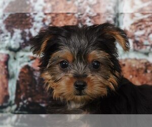 Medium Yorkshire Terrier