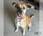 Small #4 Labrador Retriever Mix
