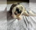 Small #3 Australian Shepherd-Miniature Australian Shepherd Mix