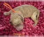 Small Photo #10 Goldendoodle Puppy For Sale in CROTON, MI, USA