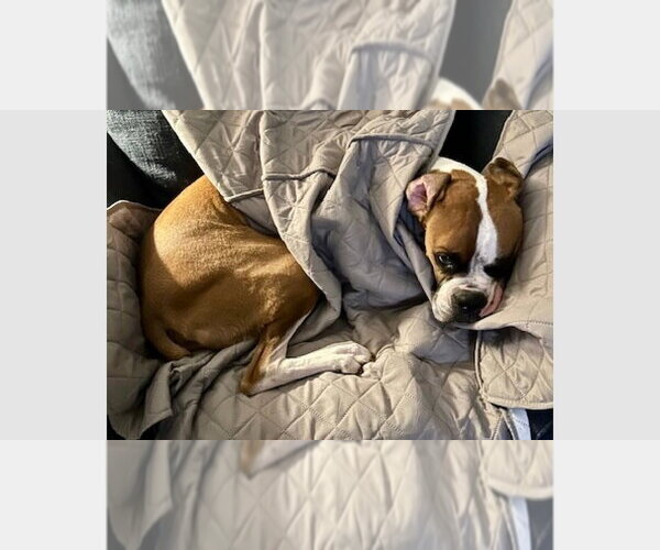 Medium Photo #1 Boxer Puppy For Sale in Austin, TX, USA