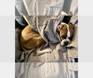 Boxer Dogs for adoption in Austin, TX, USA