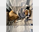 Brewster II - Male Boxer Dog for Adoption - Small photo