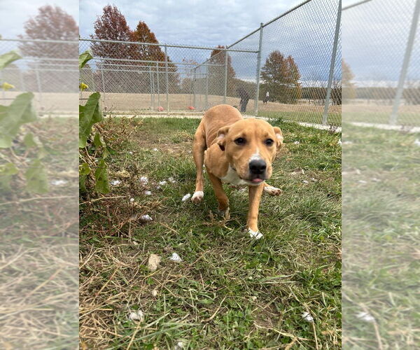 Medium Photo #3 Labrador Retriever-Unknown Mix Puppy For Sale in Pierceton , IN, USA