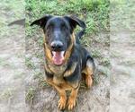 Small #2 German Shepherd Dog