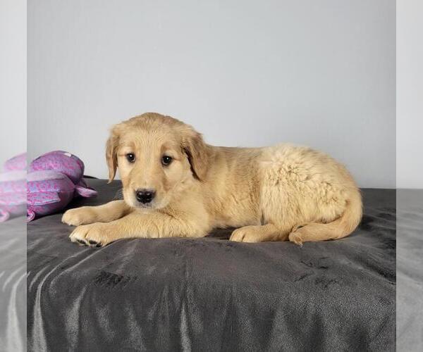 Medium Photo #4 Golden Retriever Puppy For Sale in FRANKLIN, IN, USA