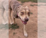 Small #1 Mutt