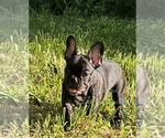 Image preview for Ad Listing. Nickname: Louie