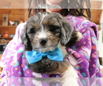 Small Photo #644 Aussiedoodle Miniature  Puppy For Sale in STAFFORD, VA, USA