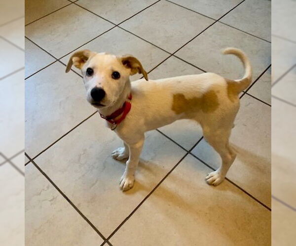 Medium Photo #4 Mutt Puppy For Sale in Canton, CT, USA