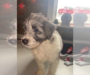 Aussiedoodle Miniature  Puppy for sale in BEAVER FALLS, PA, USA