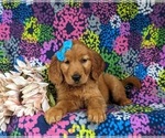 Small #4 Golden Retriever