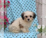 Small #1 Zuchon