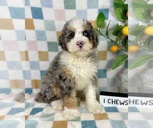 Bernedoodle (Miniature) Puppy for sale in FRANKLIN, IN, USA