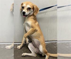 Chihuahua Dogs for adoption in Rosenberg, TX, USA