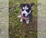 Puppy 2 Siberian Husky